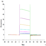 Human Fc gamma RIIA/CD32a (R167) Protein BP005403 Syd Labs