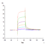Biotinylated Human Fc gamma RIIIA/CD16a (V176) Protein BP005711 Syd Labs
