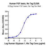 Human FGF basic Protein BP005334 Syd Labs