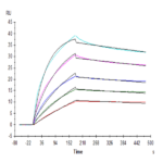 Human FGF10 Protein BP005595 Syd Labs