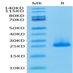 Human FGF10 Protein (FGF-HE010)