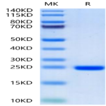 Human FGF8a Protein (FGF-HE08A)