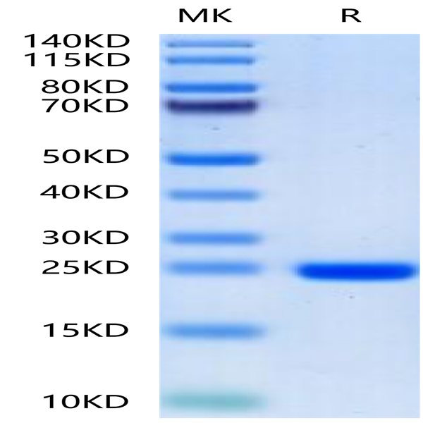 Human FGF8a Protein (FGF-HE08A)