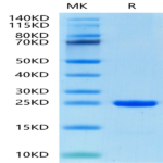 Human FGF8b Protein BP003283 Syd Labs