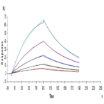 Human FGF21 Protein BP004947 Syd Labs