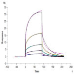Hamster FGF21 Protein BP003329 Syd Labs