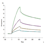 Human FGFR4 Protein BP005448 Syd Labs
