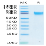 Biotinylated Human FGFR3 alpha (IIIb) Protein (FGF-HM43BB)