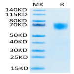Biotinylated Human FGFR3 alpha (IIIc) Protein (FGF-HM43CB)
