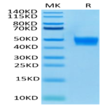Biotinylated Human FGFR3 beta (IIIb) Protein (FGF-HM4BBB)