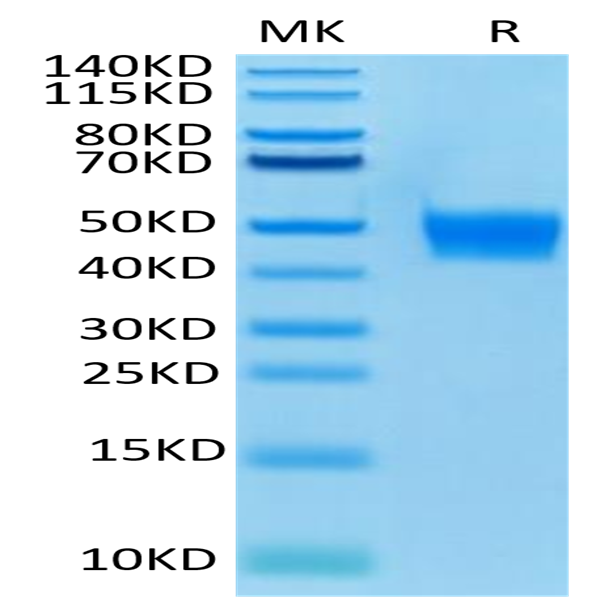 Biotinylated Human FGFR3 beta (IIIb) Protein (FGF-HM4BBB)