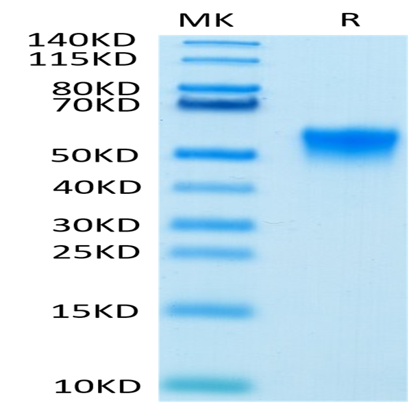 Biotinylated Human FGFR3 beta (IIIc) Protein (FGF-HM4BCB)