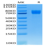 Human FGFR1 alpha (IIIc) Protein (FGF-HM4RA)