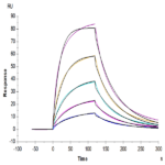 Mouse FGF21 Protein BP004938 Syd Labs