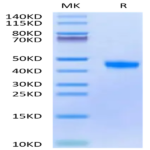 Biotinylated Cynomolgus FGL2 Protein (FGL-CM612B)
