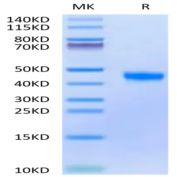 Biotinylated Cynomolgus FGL2 Protein (FGL-CM612B)