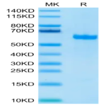 Biotinylated Human FGL1 Protein (Primary Amine Labeling) (FGL-HM211B)