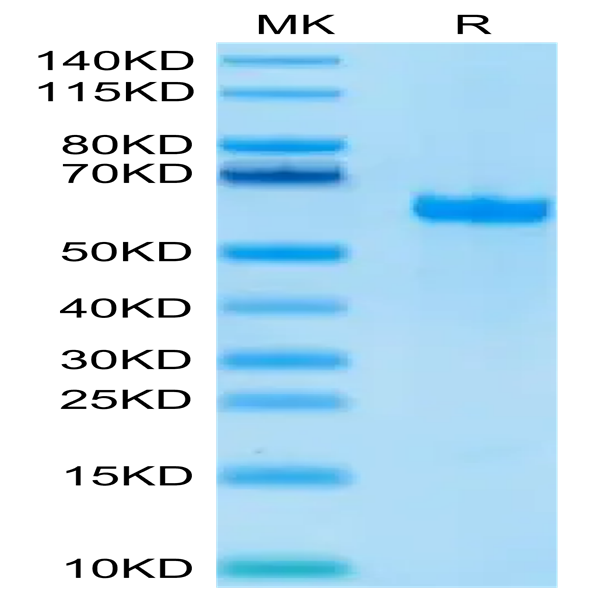 Biotinylated Human FGL1 Protein (Primary Amine Labeling) (FGL-HM211B)