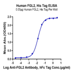 Human FGL2 Protein BP003869 Syd Labs