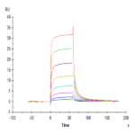 Cynomolgus Fc gamma RIII/CD16 Protein BP005027 Syd Labs