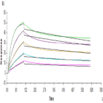 Human FGFR2 beta (IIIb) Protein BP005234 Syd Labs