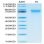 Biotinylated Human FGFR2 alpha (IIIc) Protein (FGR-HM4CDB)