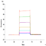 Mouse Fc gamma RIII/CD16 Protein BP004315 Syd Labs