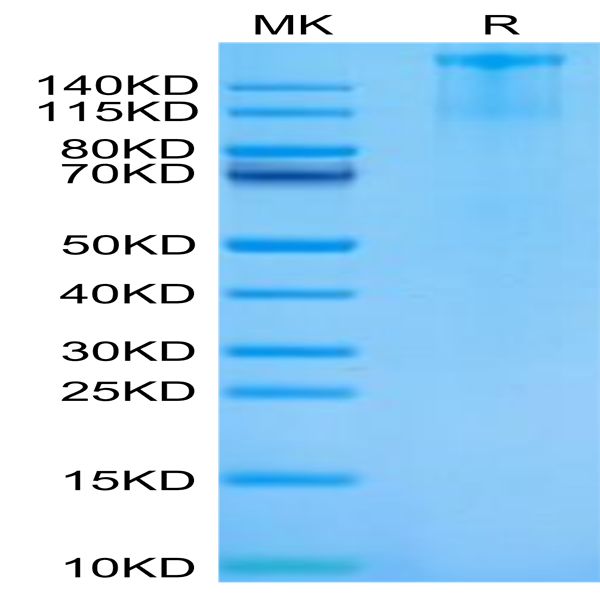 Cynomolgus FLT3/Flk-2 Protein (FLT-CM230)