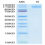 Human FLT3/Flk-2 Protein (FLT-HM230)