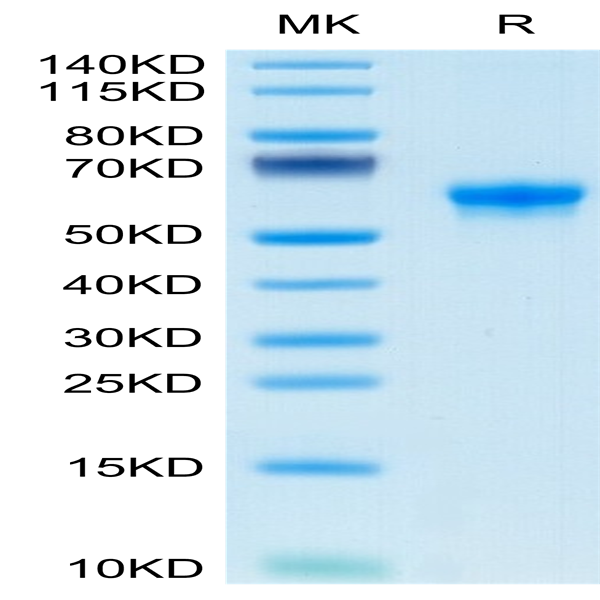 Human FLT3 Ligand Protein (FLT-HM23L)