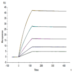 Mouse FLT3 Ligand Protein BP003497 Syd Labs