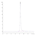 Mouse FLT3 Ligand Protein (FLT-MM13L)