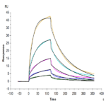 Mouse FLT3 Ligand Protein BP004466 Syd Labs