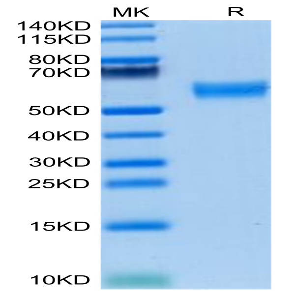 Mouse FLT3 Ligand Protein (FLT-MM23L)