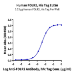 Human FOLR2 Protein BP004471 Syd Labs