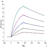 Human Fc gamma RI/CD64 Protein BP005445 Syd Labs