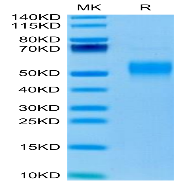 Mouse Fc gamma RI/CD64 Protein (FRI-MM164)