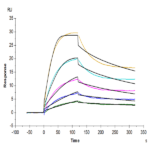 Mouse FcRn Protein BP004300 Syd Labs