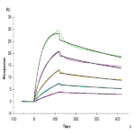 Mouse FcRn Protein (FRN-MM101)