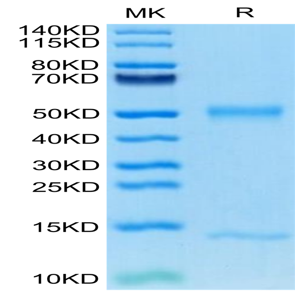 Mouse FcRn Protein (FRN-MM101)