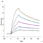 Human TNFSF15 Protein BP003466 Syd Labs