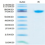 Human TNFSF15 Trimer Protein (FSF-HM415)