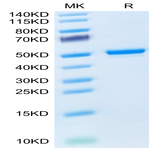 Mouse GITR Ligand/TNFSF18 Protein (FSF-MM218)