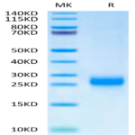 Cynomolgus FSHB Protein (FSH-CM10B)