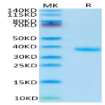 Human FSTL3 Protein (FTS-HM1L3)