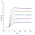 Mouse FSTL3 Protein BP004906 Syd Labs