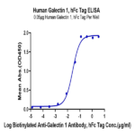 Human Galectin 1 Protein BP004784 Syd Labs