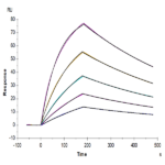 Mouse GAS6 Protein BP003536 Syd Labs