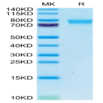 Canine GUCY2C/Guanylyl cyclase C Protein (GCC-DM101)