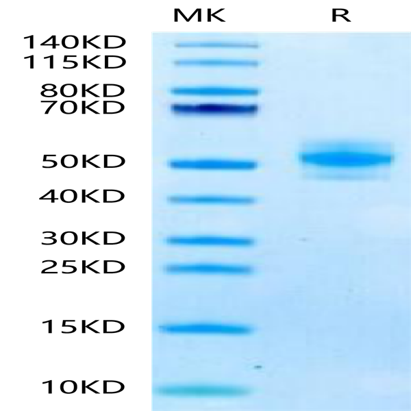 Mouse GM-CSF Protein (GCF-MM201)